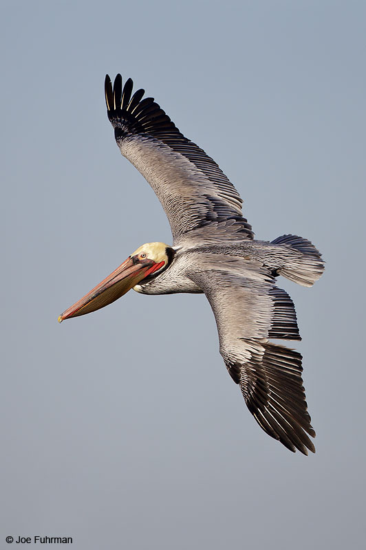 Brown Pelican breeding plumage Orange Co., CA Feb. 2013