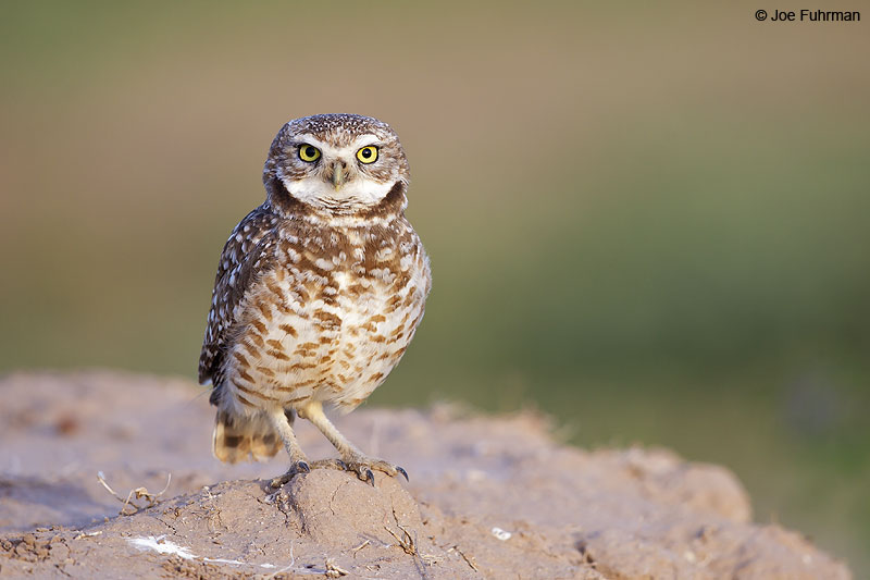 Burrowing Owl Maricopa Co., AZ   April 2013