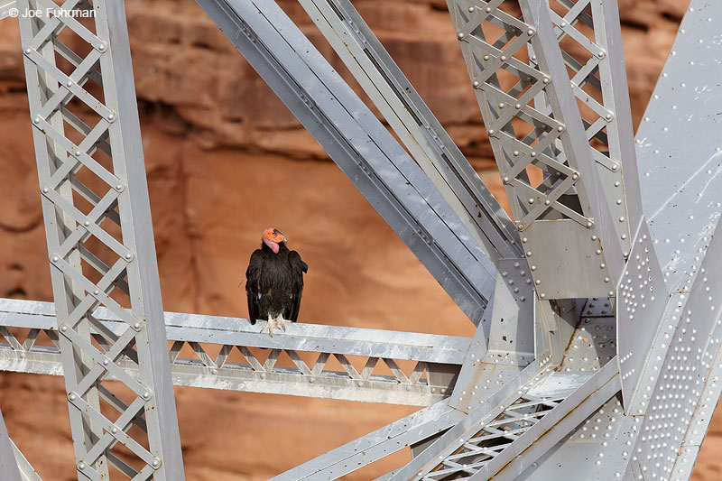 California Condor (perched under Navajo Bridge)Marble Canyon, AZ May 2015