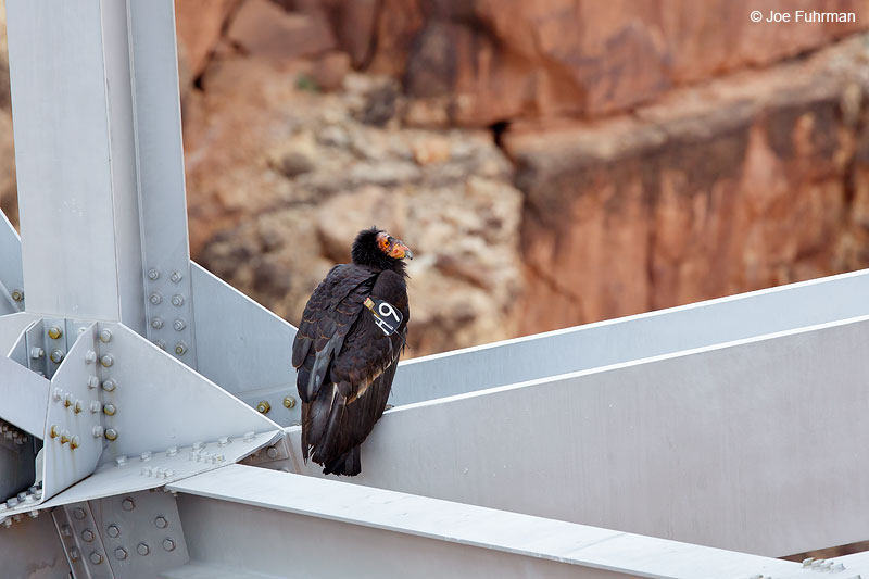 California Condor (perched under Navajo Bridge) Marble Canyon, AZ May 2015