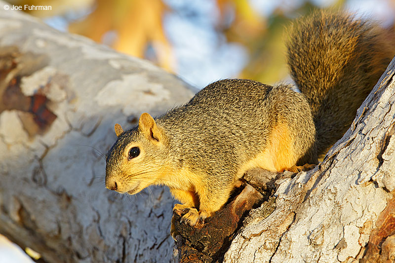 California Ground Squirrel Orange Co., CA August 2015