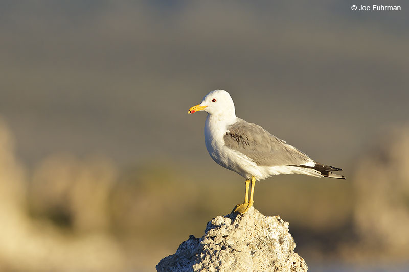 California Gull Mono Co., CA June 2013