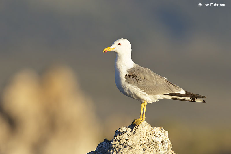 California Gull Mono Co., CA June 2013