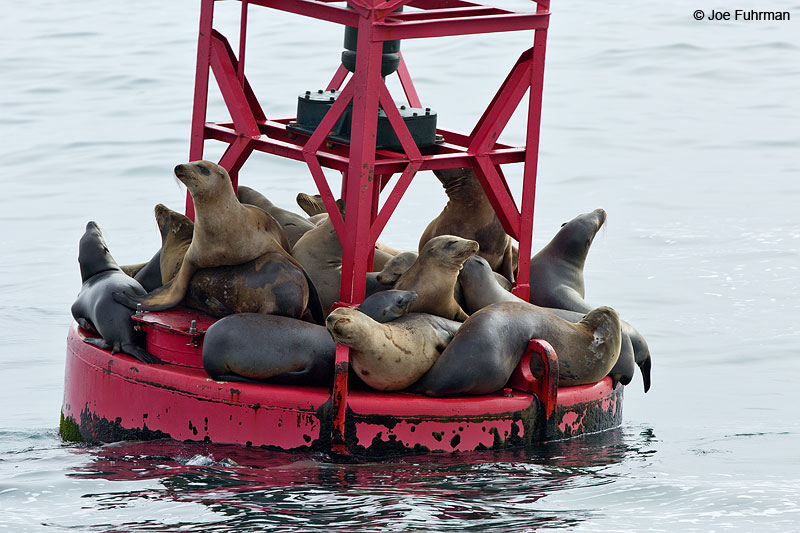 California Sea Lion Ventura Co., CA Sept. 2014