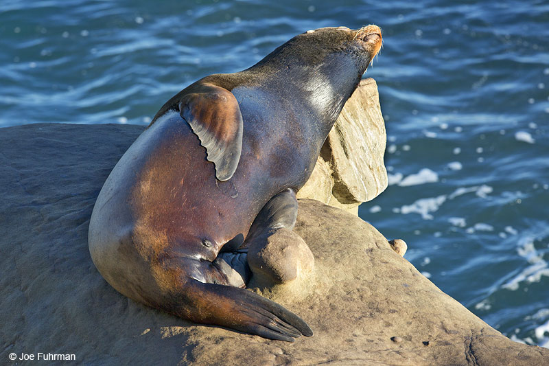 California Sea Lion (Zalophus californianus) San Diego, CA Jan. 2014