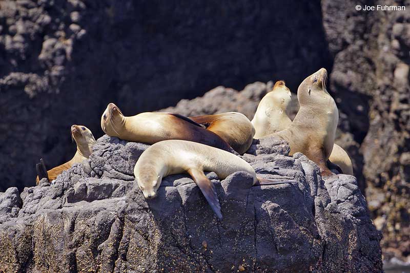 California Sea Lion Channel Islands N.P., CA July 2009