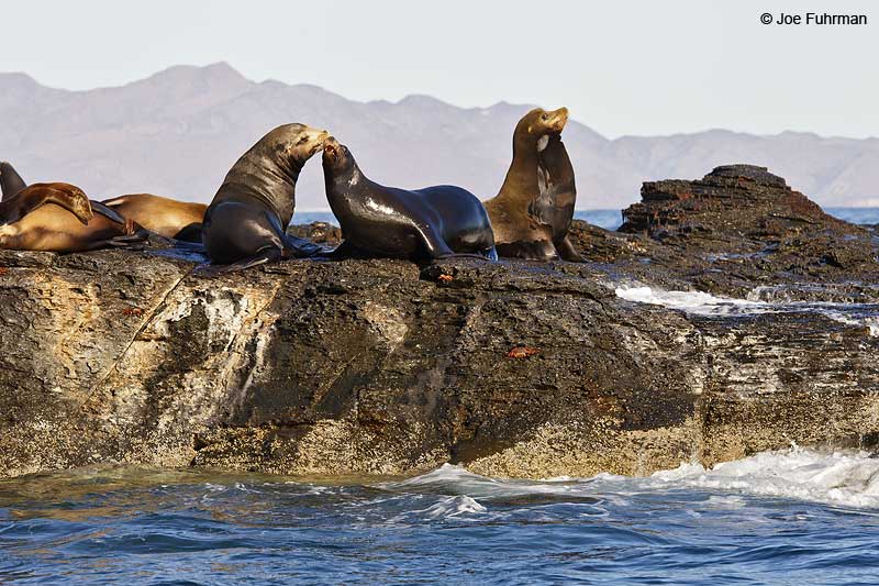 California Sea Lion BCS, Mexico March 2011