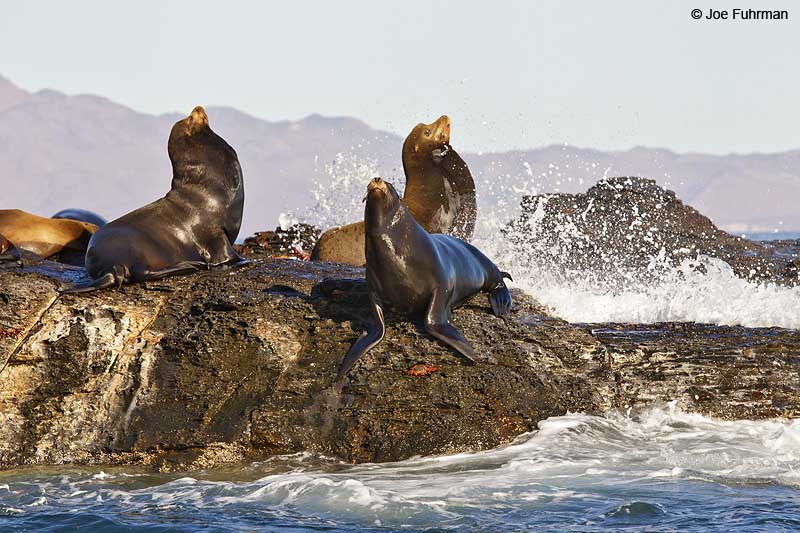 California Sea Lion BCS, Mexico March 2011