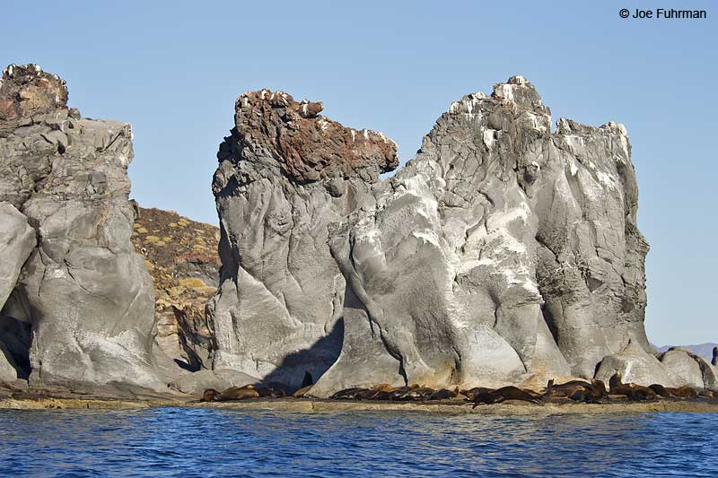 California Sea Lion-Isla Coronado BCS, Mexico March 2011