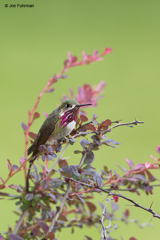 Calliope Hummingbird Apache Co., AZ   Aug. 2014