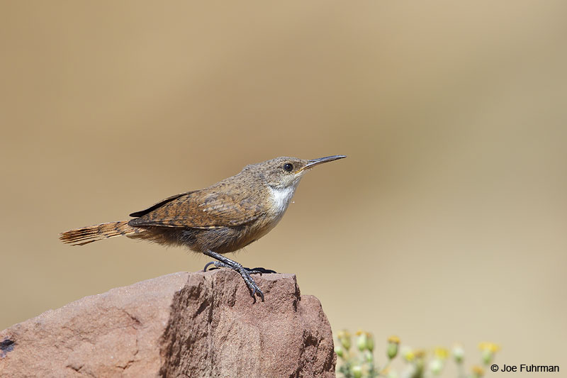 Canyon Wren Chaco Canyon National Park, NM   August 2013