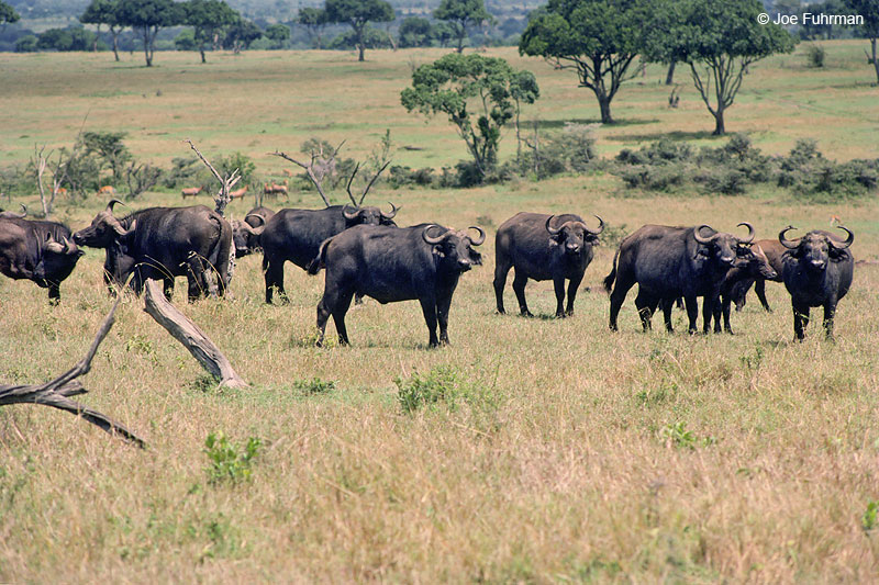 Cape Buffalo Shaba National Reserve, Kenya   Nov. 1987