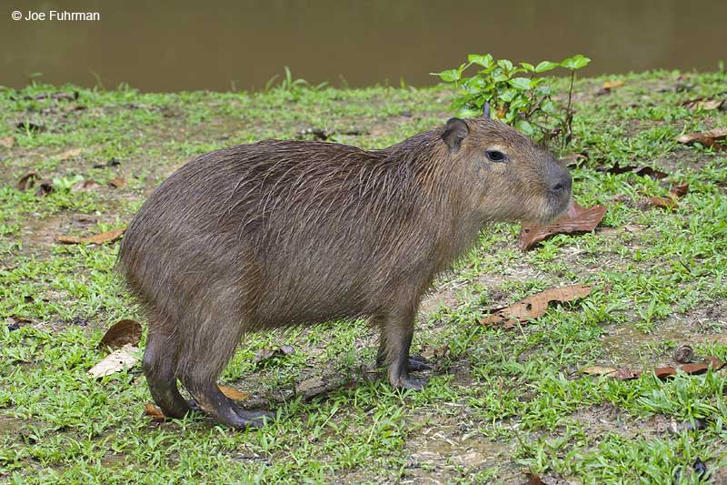 Capybara Amazon Basin, No. Peru January 2007
