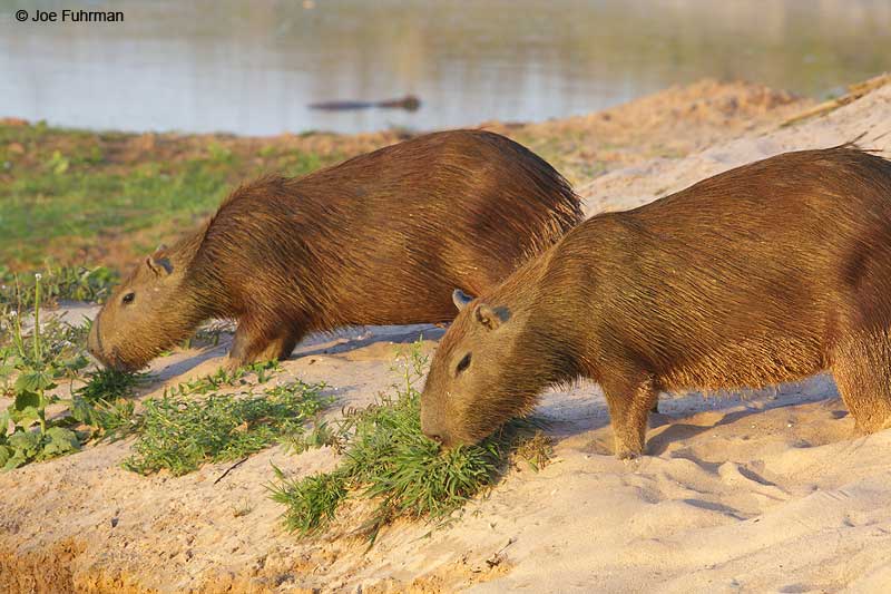 Capybara Hato El Cedral, Venezuela   February 2009