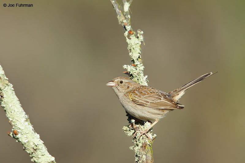 Cassin's SparrowL.A. Co., CA   May 2015
