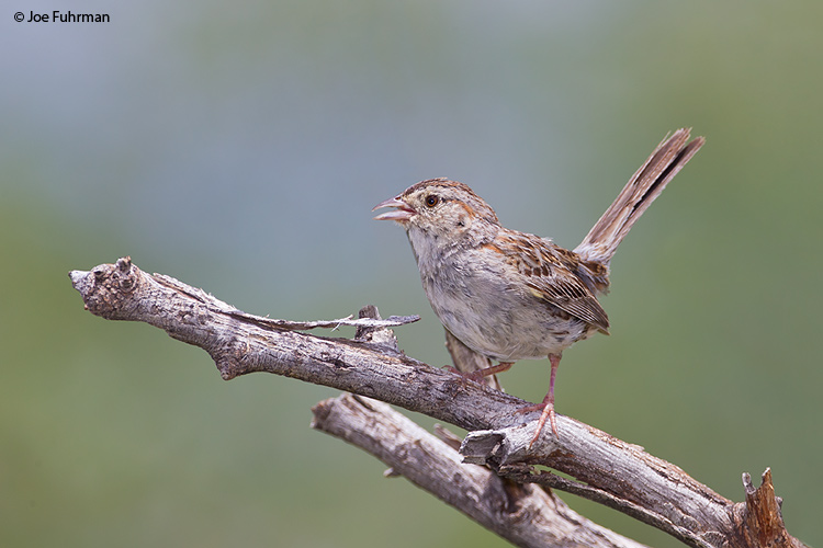 Cassin's Sparrow Pima Co., AZ   July 2011