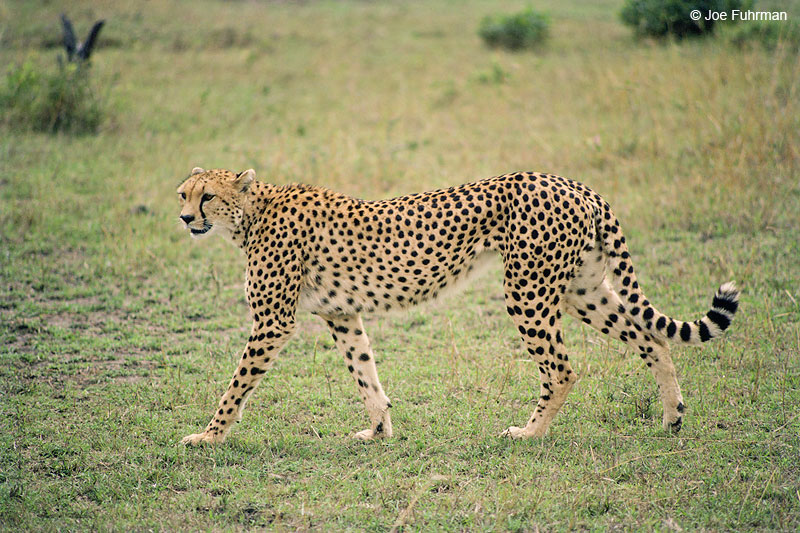 CheetahMaasai Mara National Reserve, Kenya   Nov. 1987