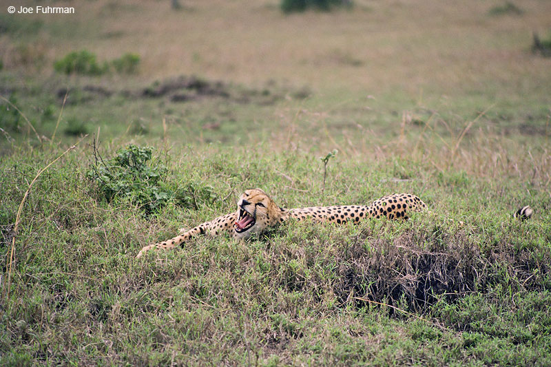 Cheetah Maasai Mara National Reserve, Kenya   Nov. 1987