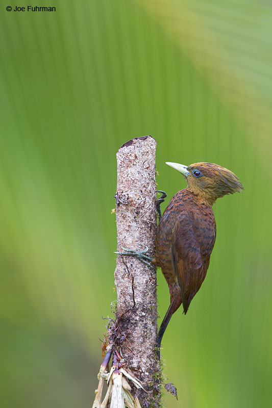 Chestnut-colored Woodpecker Laguna del Lagarto Lodge, Costa Rica   Jan. 2014
