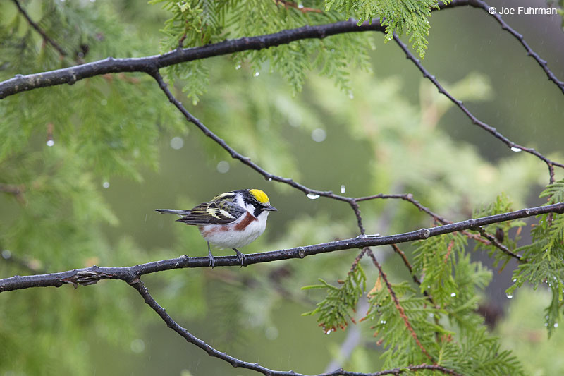 Chestnut-sided Warbler Piscataquis Co., ME May 2013