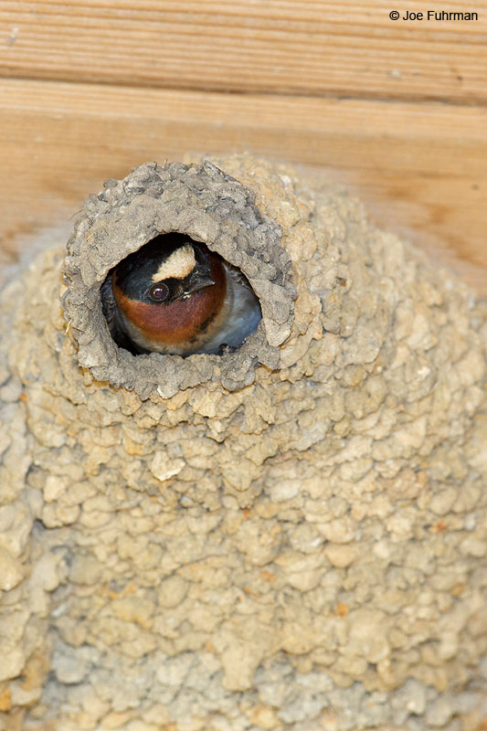 Cliff Swallow Chambers Co./Anahuac NWR, TX April 2014