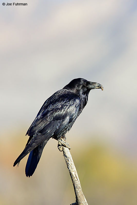Common RavenRiverside Co., CA December 2015