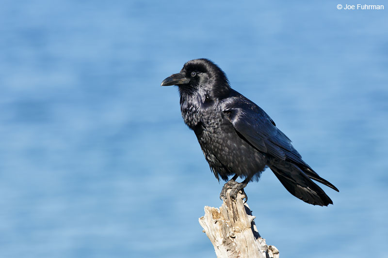 Common Raven Santa Cruz Island Channel Islands N.P., CA Feb. 2015