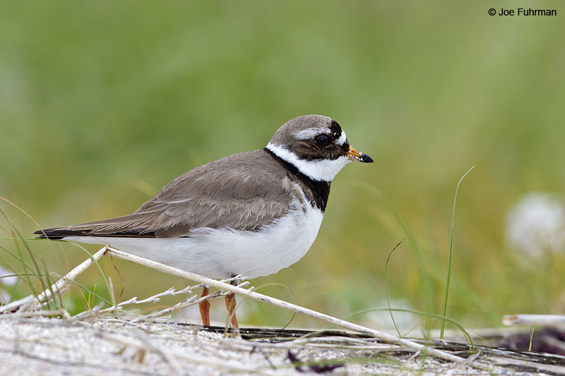 Common Ringed Plover Iceland   July 2013