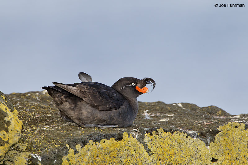 Crested Auklet St. Paul Island, AK   July 2010