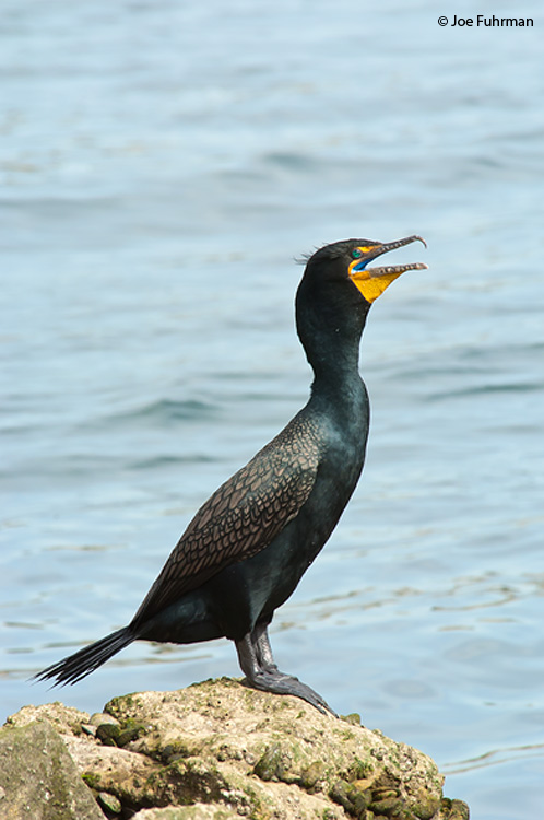 Double-crested Cormorant L.A. Co., CA March 2005
