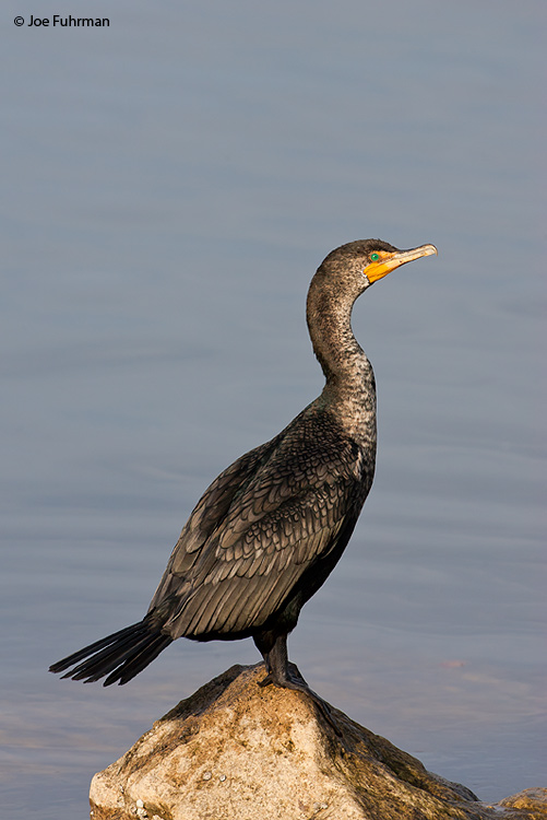 Double-crested Cormorant L.A. Co., CA February 2008