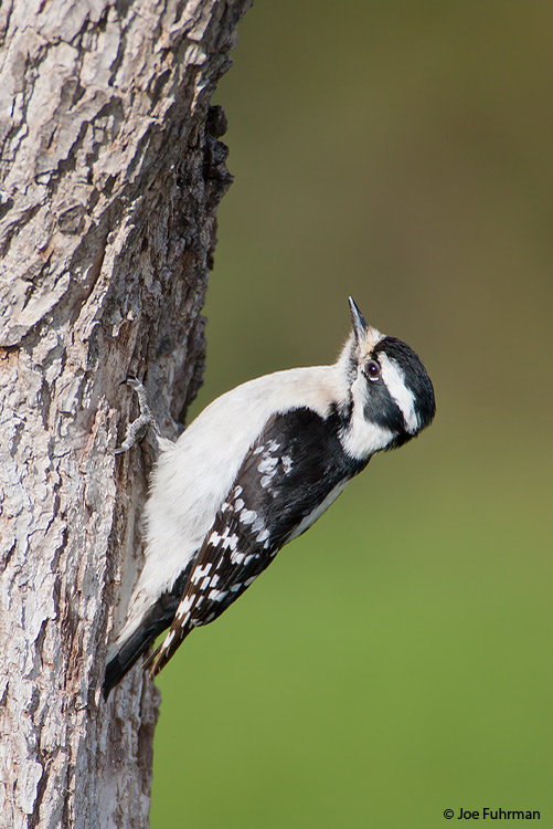 Downy Woodpecker female Lipscomb Co., TX April 2007
