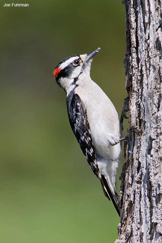 Downy Woodpecker maleLipscomb Co., TX April 2007