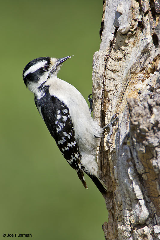 Downy Woodpecker female Lipscomb Co., TX April 2007