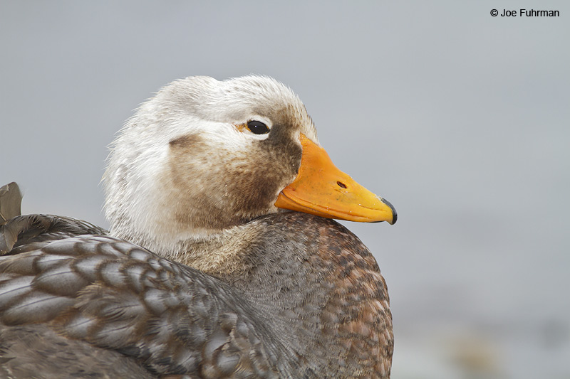 Falkland_Steamer-Duck_MG_7197