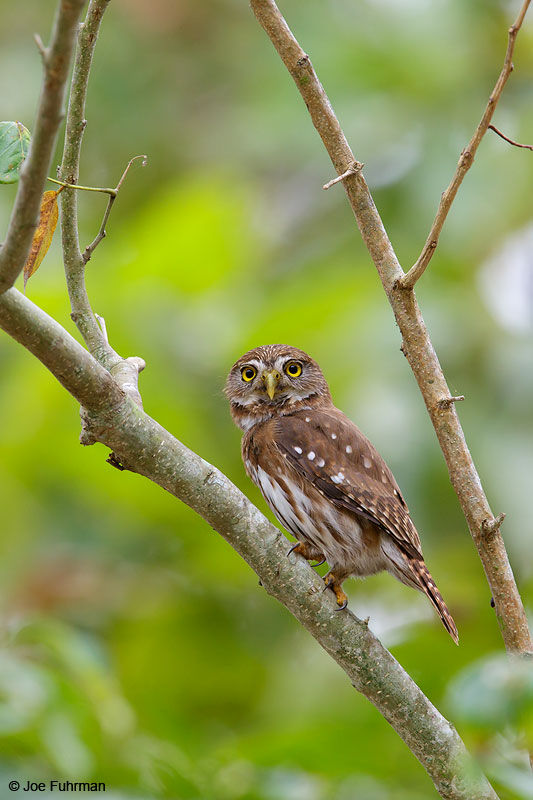 Ferruginous Pygmy-OwlNayarit, Mexico April 2015