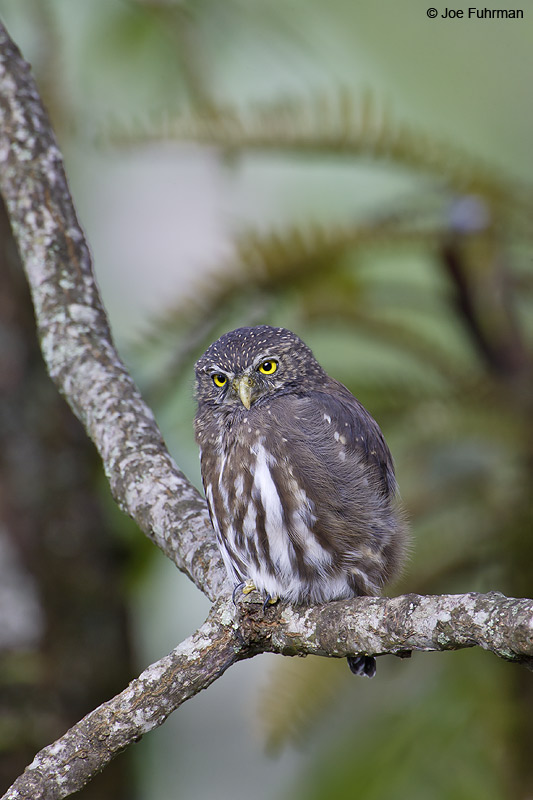 Ferruginous Pygmy-Owl Itatiaia N.P. Brazil March 2008