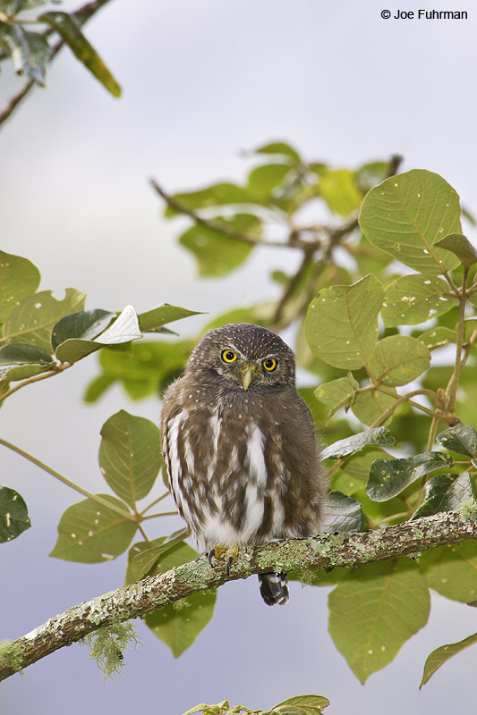 Ferruginous Pygmy-Owl Itatiaia N.P. Brazil March 2008
