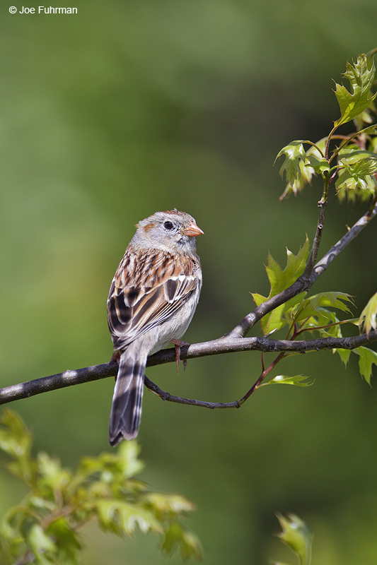 Field Sparrow Summit Co., OH May 2012
