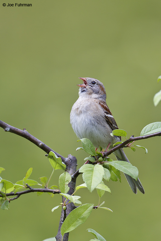 Field Sparrow Summit Co., OH May 2012