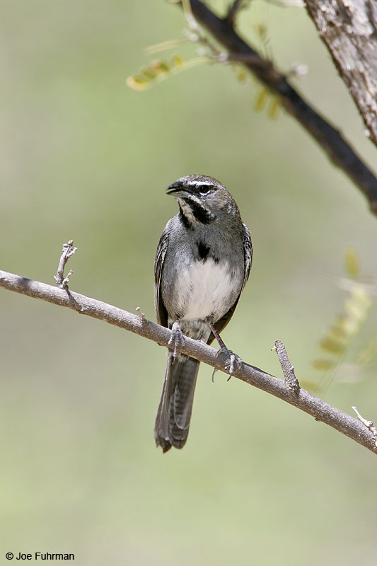 Five-striped Sparrow Santa Cruz Co., AZ May 2006