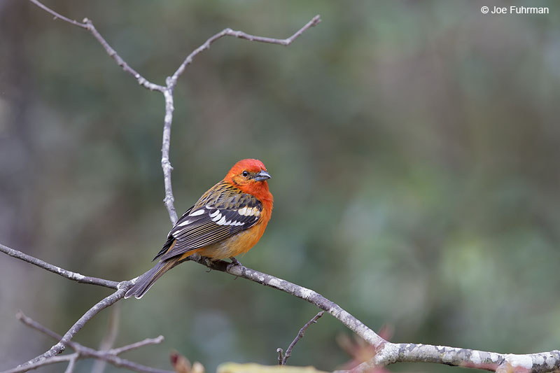 Flame-colored_Tanager_W0G6906