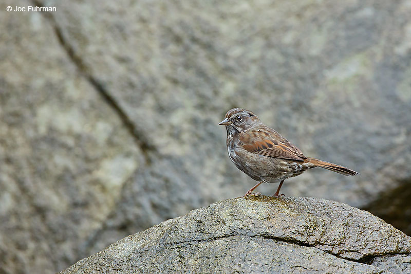 Fox Sparrow (sub species: sinuosa) Lake Clark National Park, AK August 2016