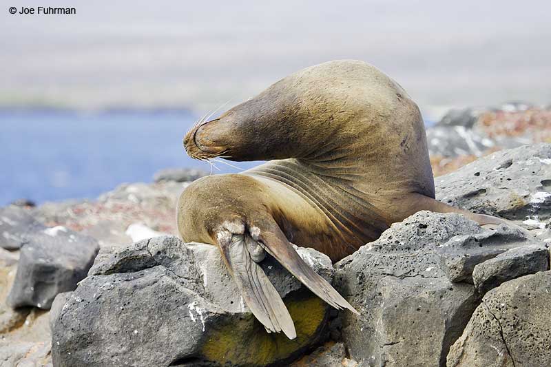 Galapagos Fur Seal Galapagos Islands, Ecuador   December 2005