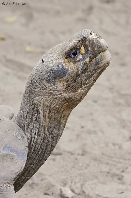 Galapagos Tortoise Galapagos Islands, Ecuador   December 2005