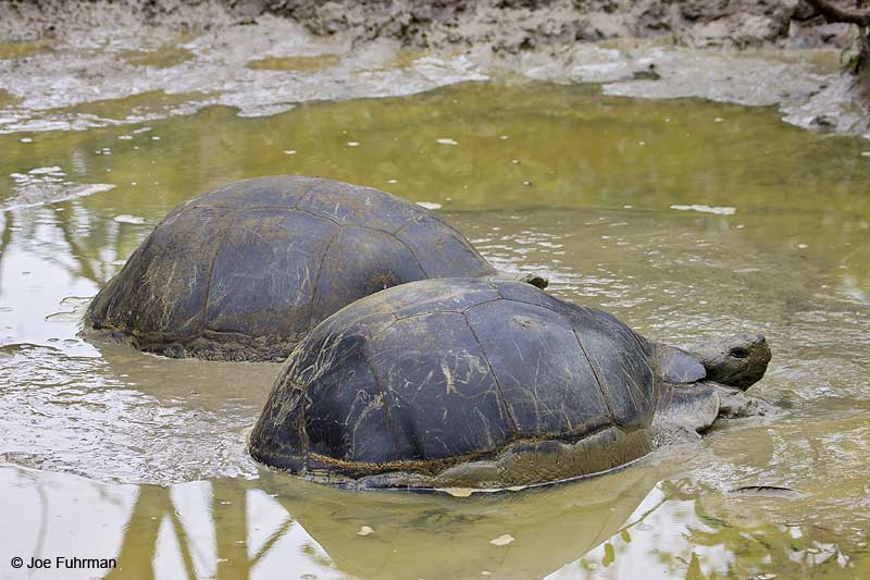 Galapagos Tortoise Galapagos Islands, Ecuador   December 2005