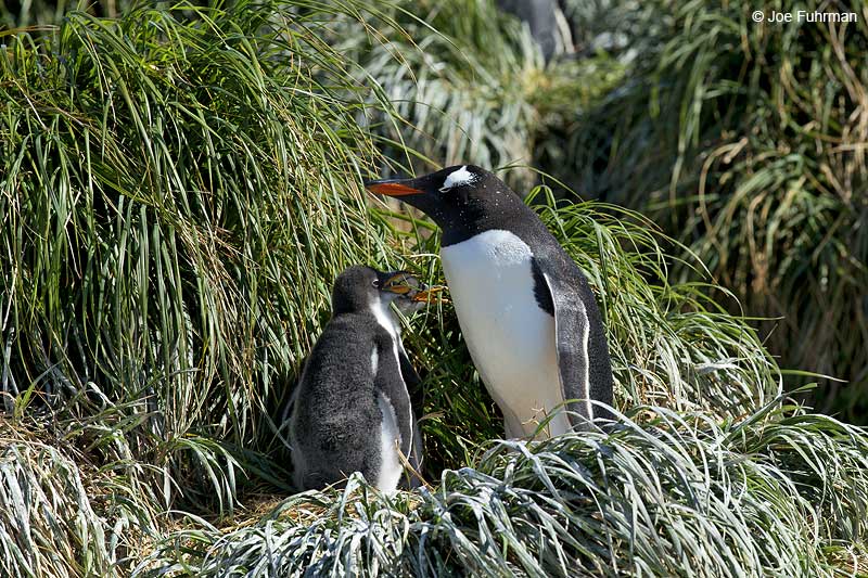 Gentoo Penguin Macquarie Island, Australia   Nov. 2014
