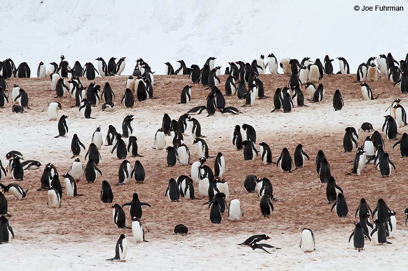 Gentoo Penguin Cuverville Island, Antarctica Nov. 2010