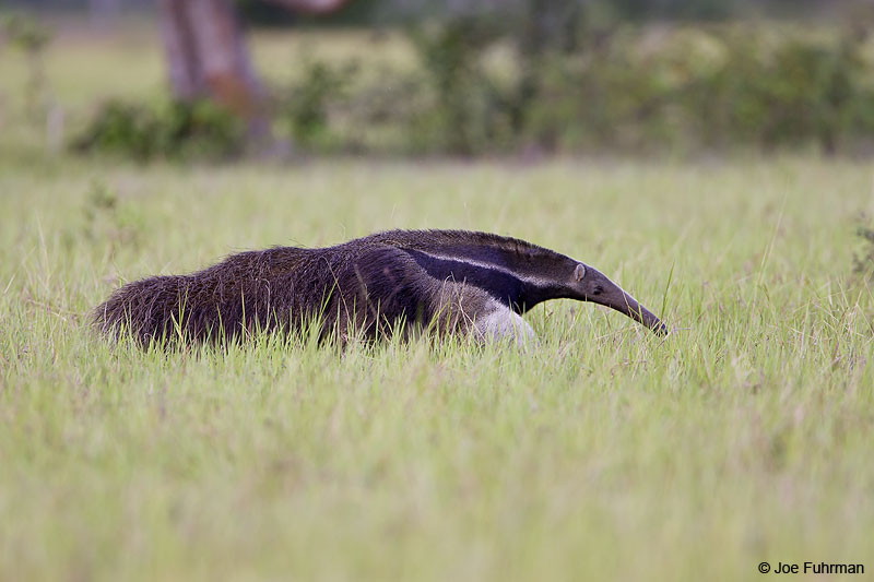 Giant Anteater-Pousada Caiman Pantanal, Brazil March 2008