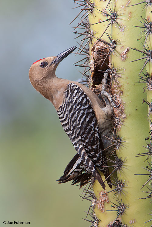 Gila Woodpecker male Pima Co., AZ May 2009